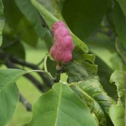  (23/12/2019) Magnolia acuminata added by Shoot)