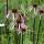  (30/12/2019) Echinacea laevigata added by Shoot)