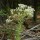  (07/01/2020) Eupatorium hyssopifolium added by Shoot)