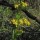 (08/01/2020) Solidago stricta subsp. gracillima added by Shoot)