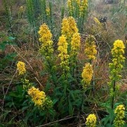  (08/01/2020) Solidago roanensis added by Shoot)