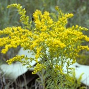  (08/01/2020) Solidago tortifolia added by Shoot)
