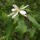 (09/01/2020) Magnolia fraseri var. pyramidata added by Shoot)