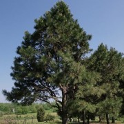 (09/01/2020) Pinus virginiana added by Shoot)