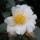  (09/01/2020) Camellia sasanqua 'Kenkyo' added by Shoot)