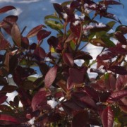  (11/01/2020) Trachelospermum jasminoides 'Winter Ruby' added by Shoot)