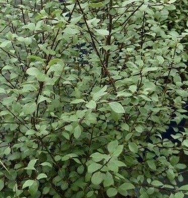 Pittosporum tenuifolium 'Green Elf'