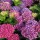  (16/01/2020) Hydrangea macrophylla 'Hobergine'  added by Shoot)