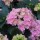  (16/01/2020) Hydrangea macrophylla 'Double Dutch Alkmaar' (Double Dutch Series) added by Shoot)