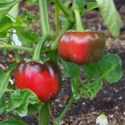  (22/01/2020) Capsicum annuum var. annuum (Grossum Group) 'Topepo Rosso'  added by Shoot)