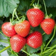  (22/01/2020) Fragaria x ananassa 'Manille' added by Shoot)