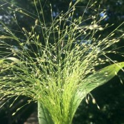  (22/01/2020) Panicum capillare 'Sparkling Fountain' added by Shoot)