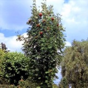  (23/01/2020) Sorbus aucuparia 'Fastigiata' added by Shoot)