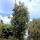  (23/01/2020) Sorbus aucuparia 'Fastigiata' added by Shoot)