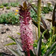  (19/02/2020) Eucomis comosa 'Sparkling Rosy' added by Shoot)