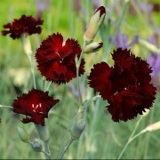  (19/02/2020) Dianthus 'King of the Blacks' added by Shoot)