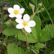 (20/02/2020) Fragaria moschata added by Shoot)