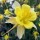  (26/02/2020) Aquilegia 'Spring Magic Yellow' (Spring Magic Series) added by Shoot)