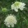  (26/02/2020) Scabiosa columbaria subsp. ochroleuca 'Moon Dance' added by Shoot)
