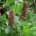  (27/02/2020) Salix alpina added by Shoot)