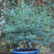  (29/02/2020) Eucalyptus gunnii 'France Bleu' added by Shoot)