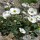  (02/03/2020) Ranunculus parnassiifolius added by Shoot)