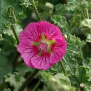  (03/03/2020) Anisodontea 'Large Red' added by Shoot)