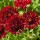  (09/03/2020) Gaillardia pulchella 'Red Plume' added by Shoot)