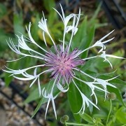  (09/03/2020) Centaurea montana 'Lady Flora Hastings' added by Shoot)