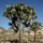  (10/03/2020) Yucca brevifolia added by Shoot)