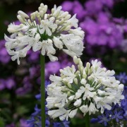  (16/03/2020) Agapanthus 'Snow Crystal' added by Shoot)