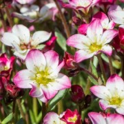  (16/03/2020) Saxifraga 'Marto Picotee Red' (x arendsii) added by Shoot)