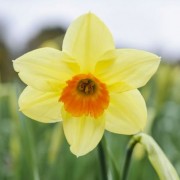  (24/03/2020) Narcissus 'Edward Buxton' added by Shoot)