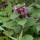  (26/03/2020) Lamium orvala  added by Shoot)