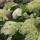  (27/03/2020) Hydrangea arborescens 'Lime Rickey' added by Shoot)
