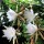  (27/03/2020) Epiphyllum anguliger added by Shoot)