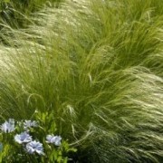  (31/03/2020) Stipa tenuissima 'Wind Whispers' added by Shoot)