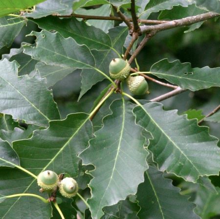 Quercus muehlenbergii