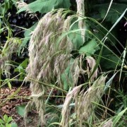  (02/04/2020) Carex emodensis added by Shoot)