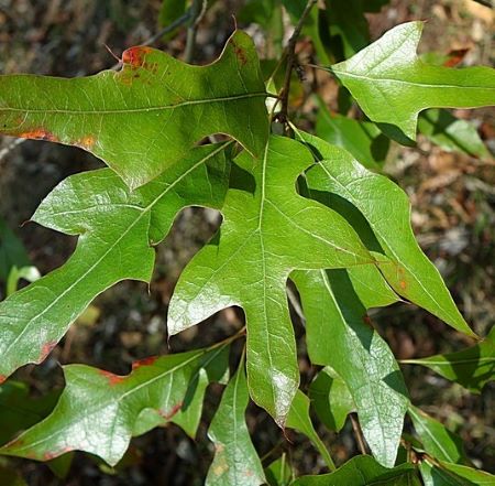 Quercus georgiana 