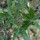  (02/04/2020) Quercus incana added by Shoot)
