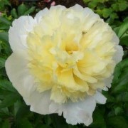  (03/04/2020) Paeonia lactiflora 'Primevere' added by Shoot)