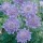  (03/04/2020) Scabiosa blue-flowered added by Shoot)