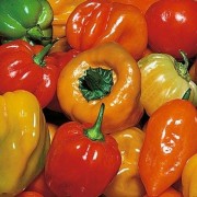  (03/04/2020) Capsicum Tropical Heat Mix added by Shoot)