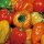  (03/04/2020) Capsicum Tropical Heat Mix added by Shoot)