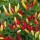  (03/04/2020) Capsicum frutescens Tabasco Group added by Shoot)