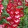 (08/04/2020) Penstemon 'Partybells Red' added by Shoot)