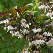  (08/04/2020) Styrax japonicus 'Evening Light' added by Shoot)