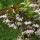 (08/04/2020) Styrax japonicus 'Evening Light' added by Shoot)