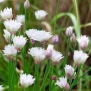  (08/04/2020) Allium schoenoprasum f. albiflorum added by Shoot)